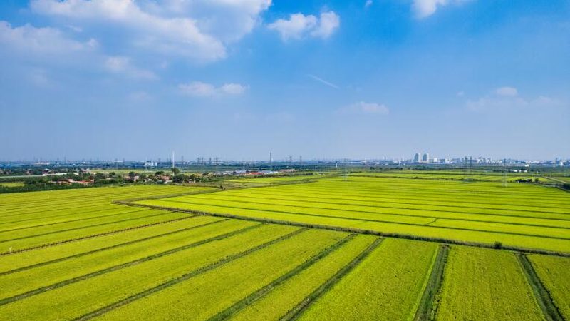 山东农资批发市场：如何甄别优质供应商