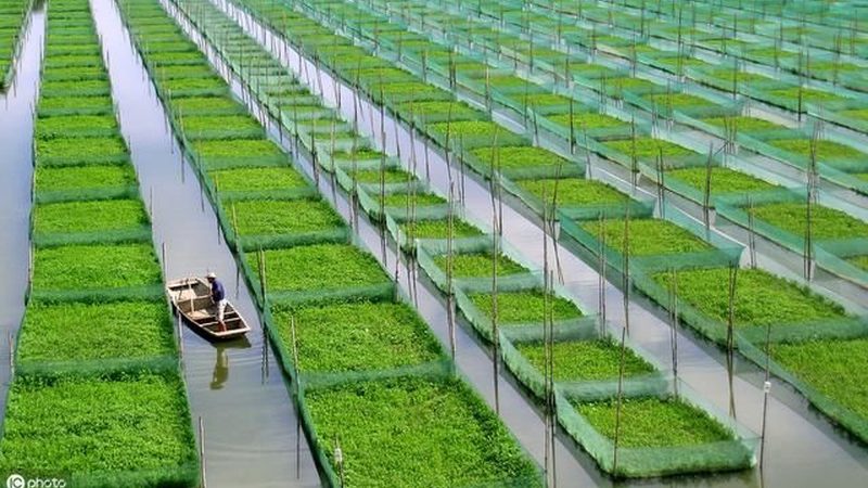 种植流程中病虫害防治的五大关键步骤