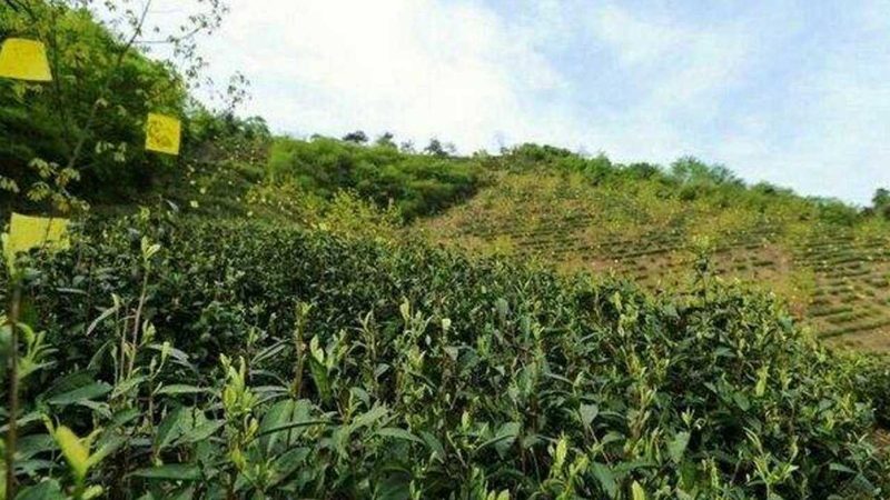 蔬菜种植公司排名：揭秘背后的考量因素