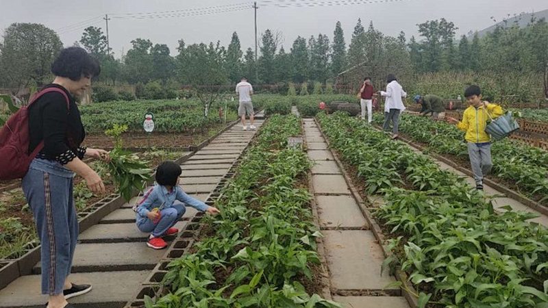 绿色食品参数标准：揭秘绿色食品背后的秘密