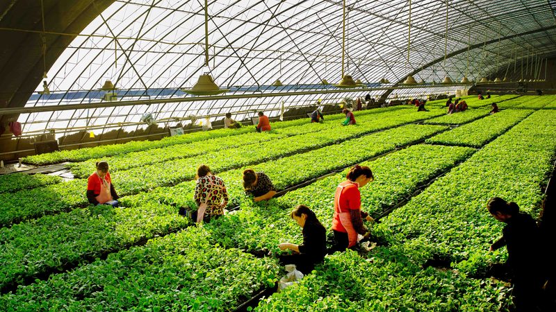 绿色食品代理流程：从源头把控到市场准入