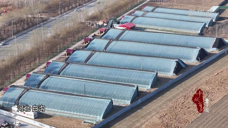 短视频助力农业传播，农产品拍摄技巧全解析**